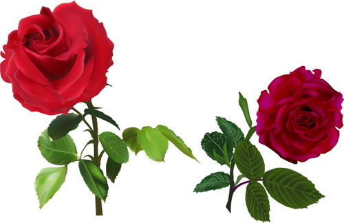 Red rose realitic vector 02 rose red realitic   