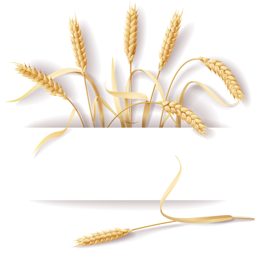 Wheat and white background vector material white wheat material background vector background   