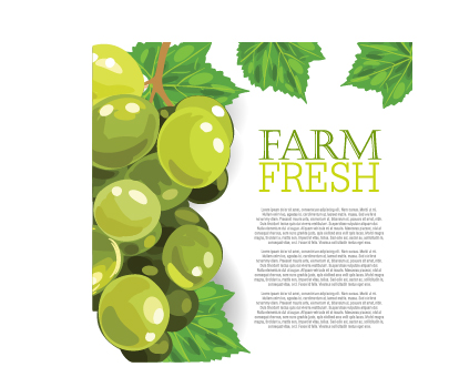 Vector farm fresh fruit background design 06 fruit Farm-Fresh background   