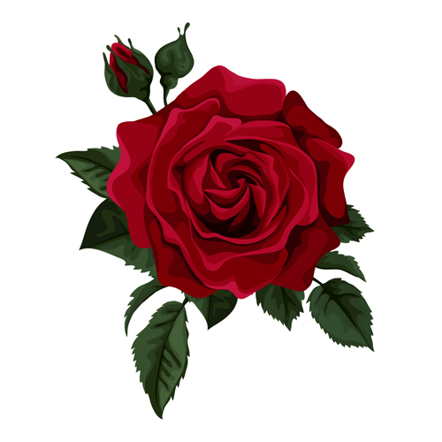Red rose realitic vector 01 rose red realitic   