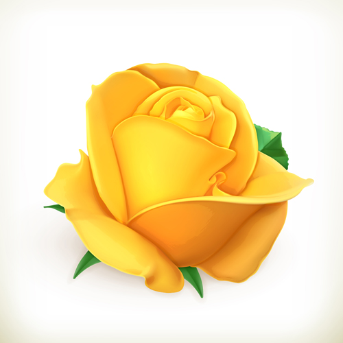 Yellow rose vector yellow rose   