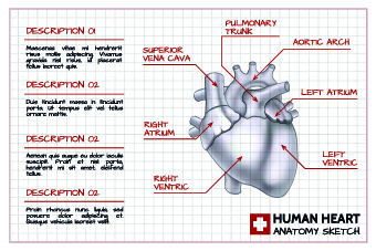 Human heart medical vector graphics 02 vector graphics vector graphic medical human graphics   