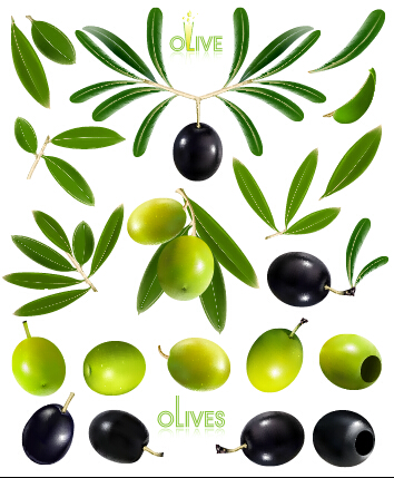 Black olives and green olives vector graphics olive green black   