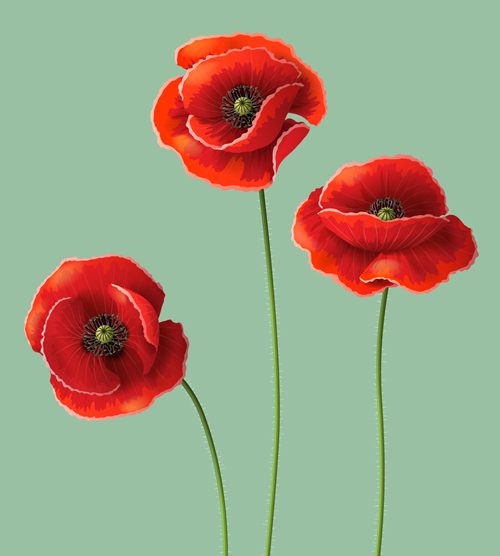 Red poppy design vector graphics vector graphics red poppy   