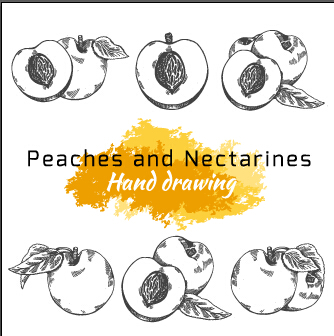 Hand drawing peaches and nectarines vector peaches nectarines Hand drawing drawing   