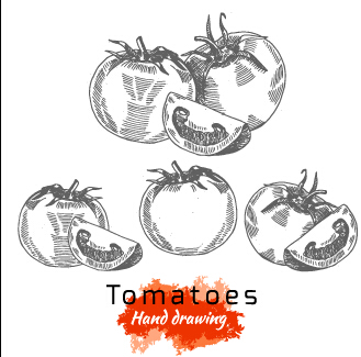 Hand drawing tomatoes vector tomato Hand drawing drawing   