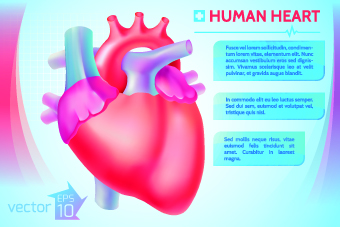 Human heart medical vector graphics 01 vector graphics vector graphic medical human   