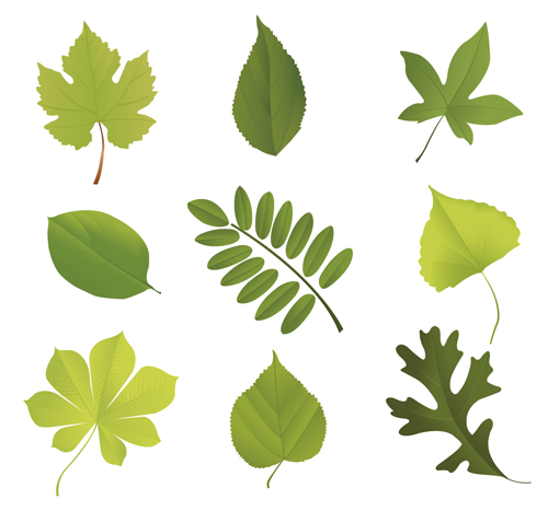 Different leaves design elements vector 02 leaves leave elements element different   