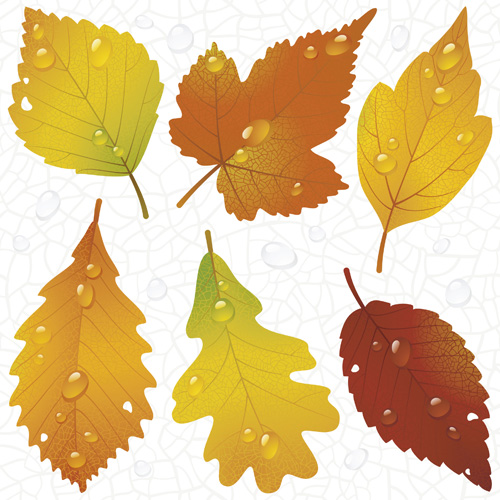 Different leaves design elements vector 03 leaves leave elements element different   