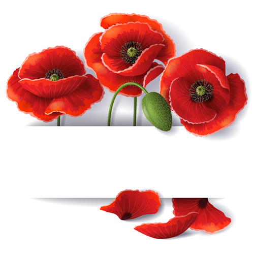 Beautiful poppy backgrounds vector poppy beautiful backgrounds background   