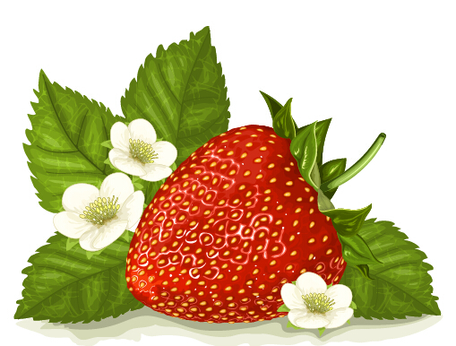 Strawberry with white flower vector strawberry flower   