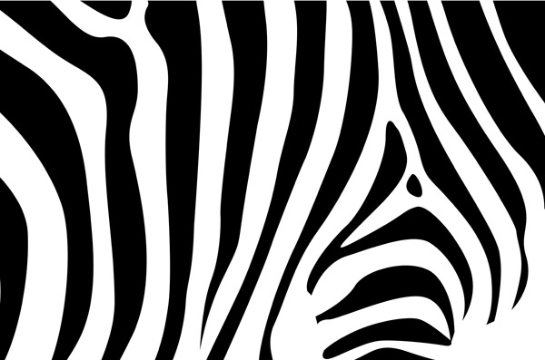 Zebra background background animal skin   