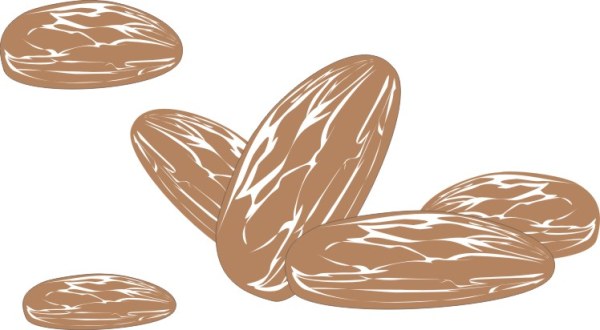 Hand drawn Almonds vector material material hand-draw hand drawn Almonds   