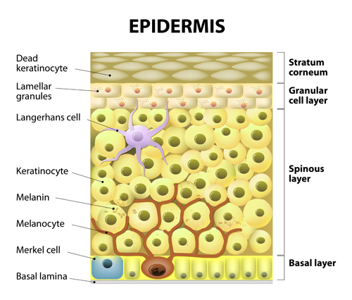 Skin structure diagram vectors material 04 structure skin diagram   