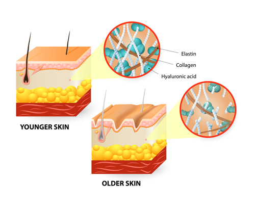 Skin structure diagram vectors material 03 structure skin diagram   
