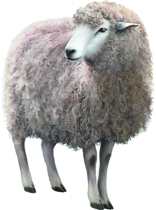 Realistic sheep vector material sheep realistic material   