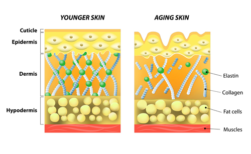 Skin structure diagram vectors material 01 structure skin diagram   