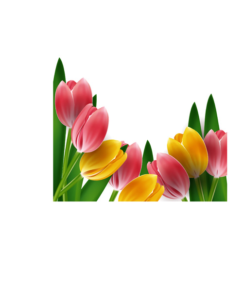 Tulips frames vector 01 tulips frames frame   