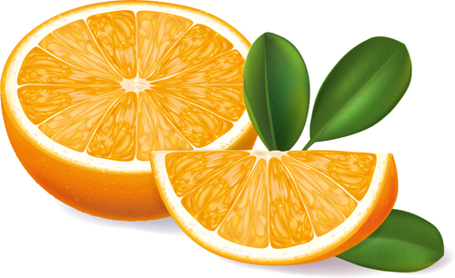 Orange segments creative vector segments orange creative   