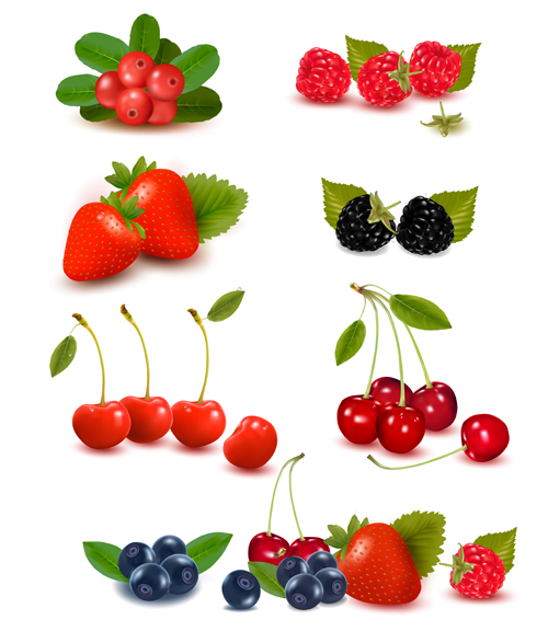 Vivid berry design elements vector 03 vivid Berry   