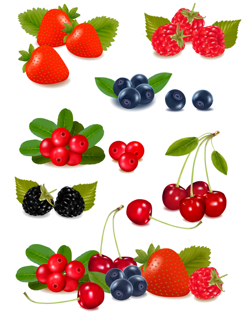 Vivid berry design elements vector 01 vivid Berry   