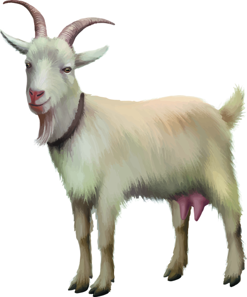 Realistic goats vector graphics realistic goat   