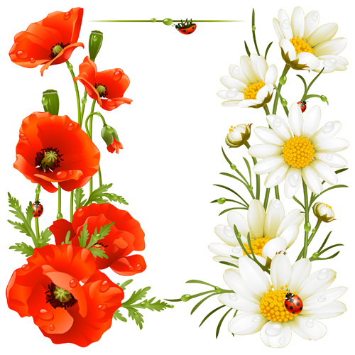 Red with white poppy vector background red poppy background   