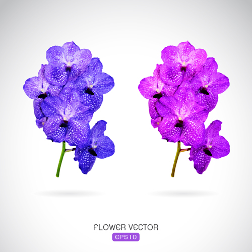 Two purple flowers vector graphics purple flowers   