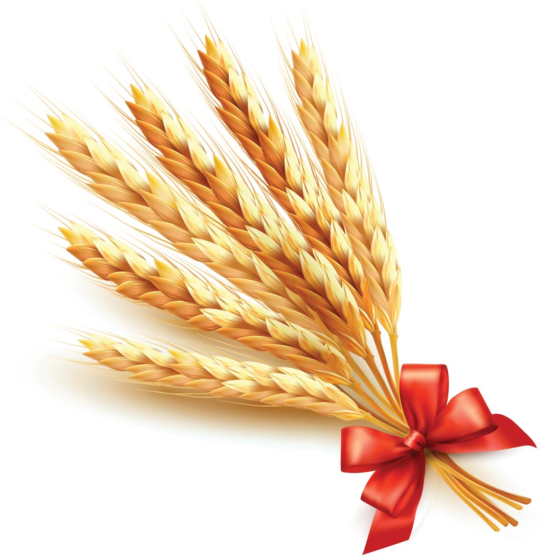 Golden wheat with red ribbon vector background 02 wheat ribbon golden background   