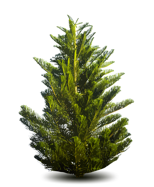 Christmas green fir 33924 material green fir-tree christmas   