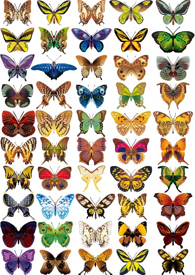 50 kind colorful Butterfly vector graphic colorful butterfly   