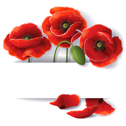 Red poppy with white background vector 01 poppy background   