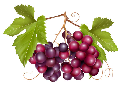 Grapes and grape wine elements vector 02 grapes grape wine elements element   