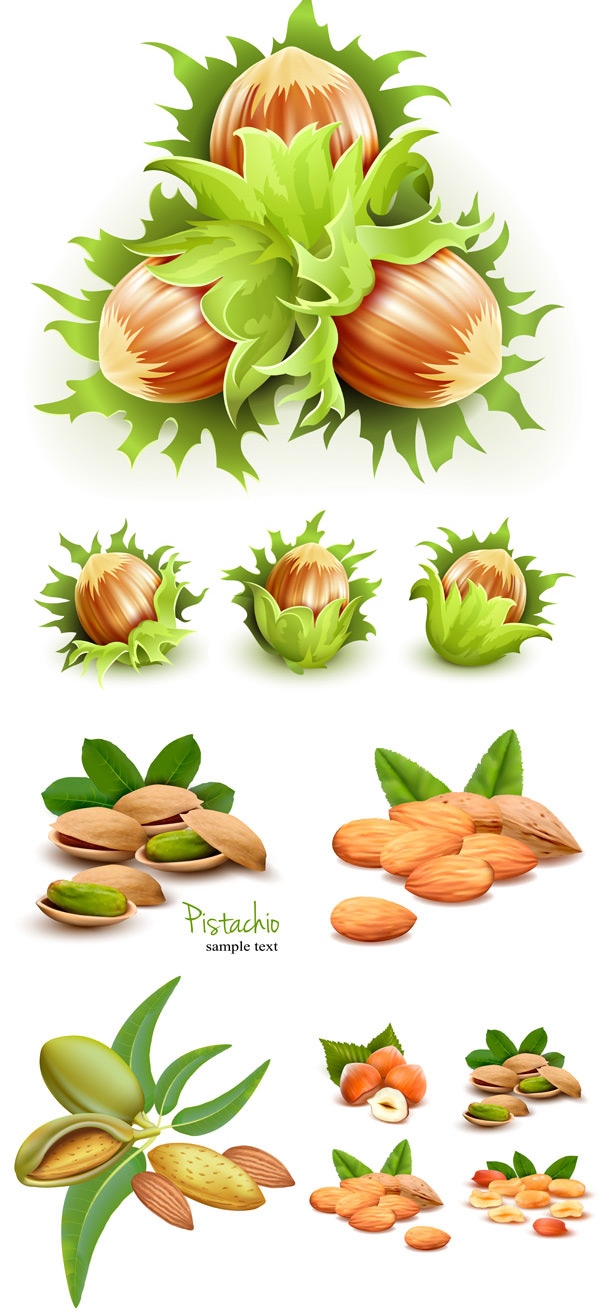 Green nuts design vector Green nuts green food EPS vector material to download chestnut almond   