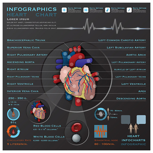 Heart infographics design vector material vector material infographics infographic heart   