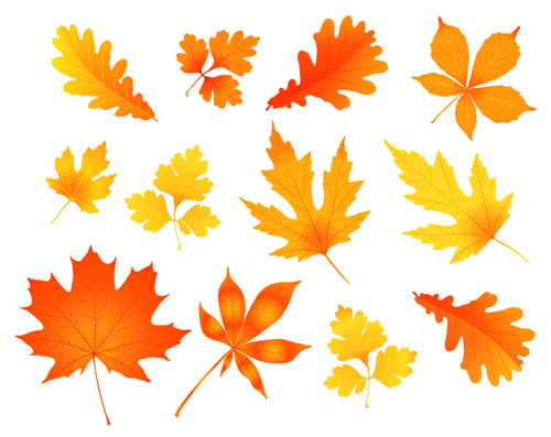 Various autumn leaves vector set material 01 Various autumn leaves autumn   