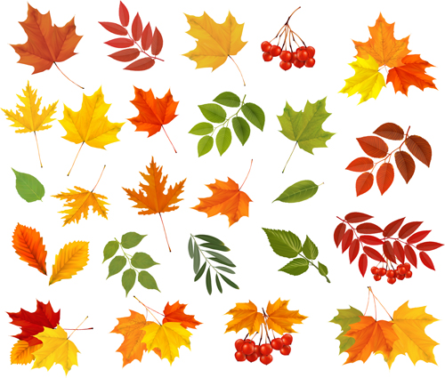 Various autumn leaves vector set material 02 Various material autumn leaves autumn   