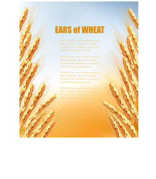 Golden wheat vector background graphics wheat Vector Background golden background   