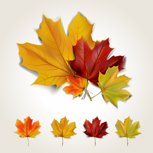 Various autumn leaves vector set material 03 Various autumn leaves autumn   