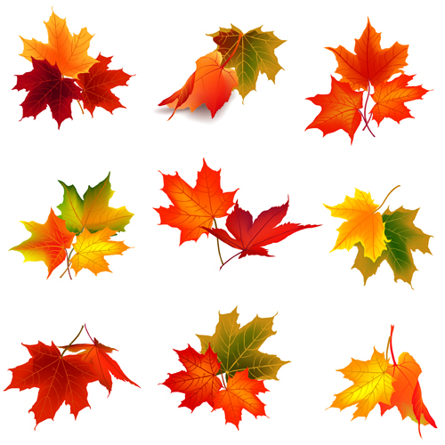 Various autumn leaves vector set material 05 Various autumn leaves   