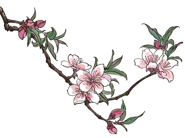 Hand drawn peach blossom creative vector graphics vector graphics hand-draw hand drawn creative blossom   