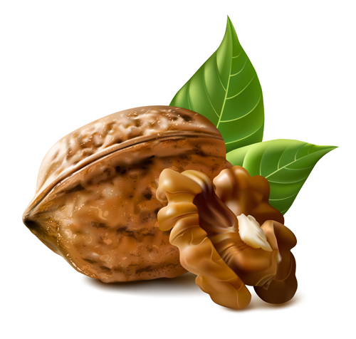 Realistic walnuts design vector walnuts realistic   