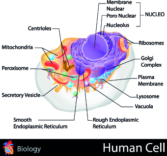 Creative Biology with Medicine infographic vector 03 medicine infographic creative Biology   