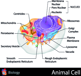Creative Biology with Medicine infographic vector 02 medicine infographic creative Biology   
