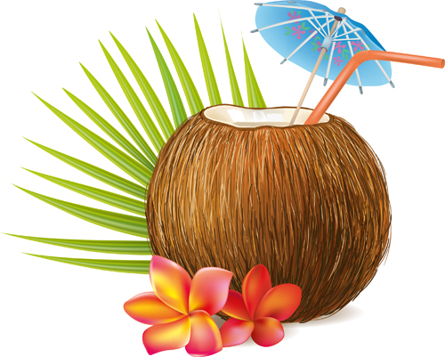 Realistic coconut design vector material 02 vector material realistic material coconut   