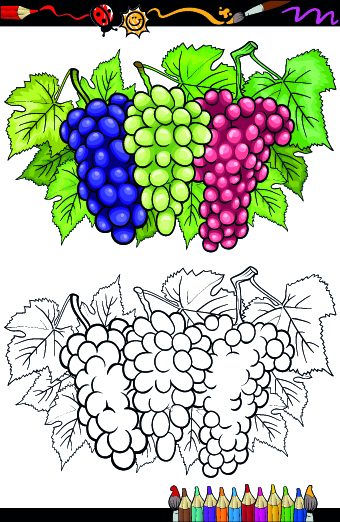 Color with sketch Fruit and vegetables vector 02 vegetables vegetable sketch fruit color   