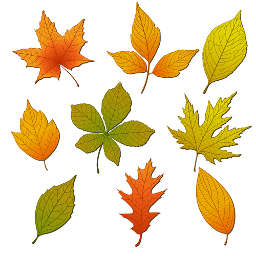 Bright autumn leaves vector backgrounds 01 Vector Background leave bright backgrounds background autumn leaves   