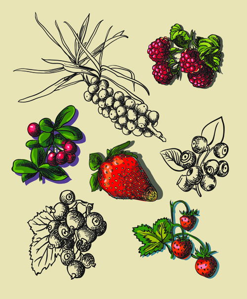 Hand drawn berry creative vector material vector material material hand drawn creative Berry   