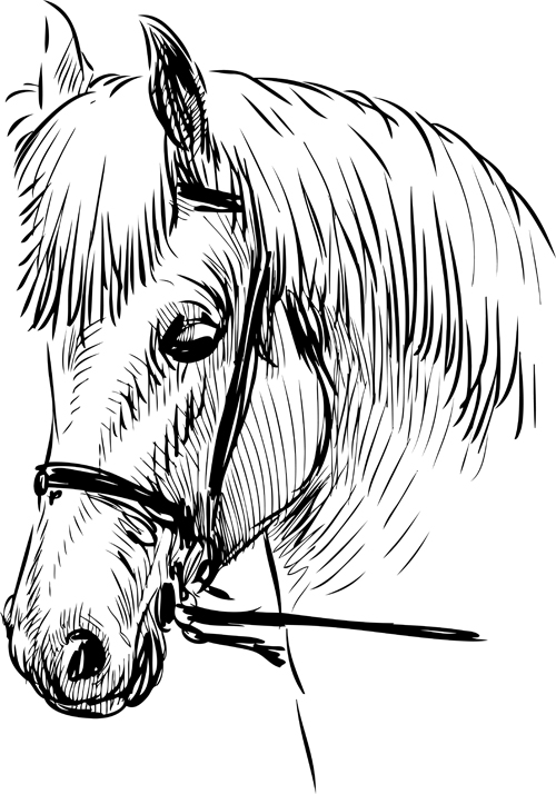 Hand drawn horse vector set 02 horses horse hand-draw hand drawn drawn   