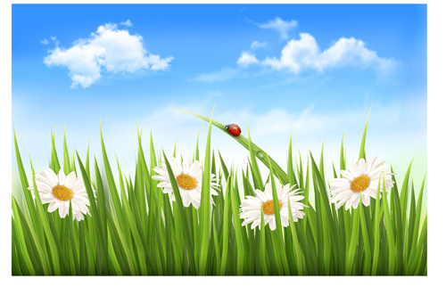 Blue sky and grass summer background summer grass blue background   